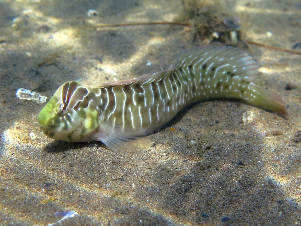 Blennidi